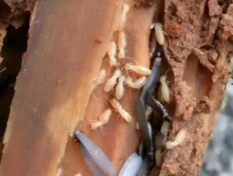 麻栗坡白蚁防治公司分享生物防治白蚁技术，绿色环保防虫新方式